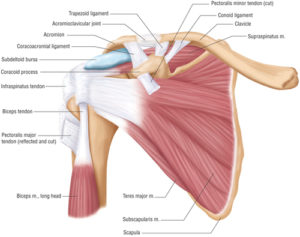 Shoulder Pain / Injury - Massage and Injury Management Clinic